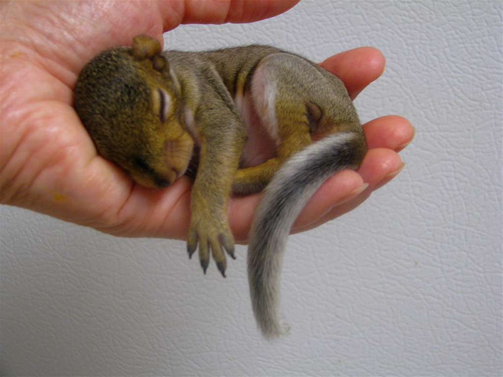 Found A Baby Squirrel? Online Assessment Tool  Wildlife Rehabber