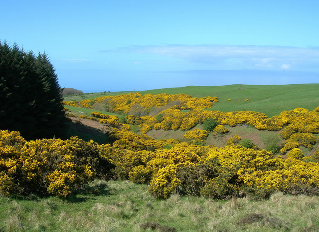 [Image: Gorse,_gorse_and_more_gorse._-_geograph....417434.jpg]