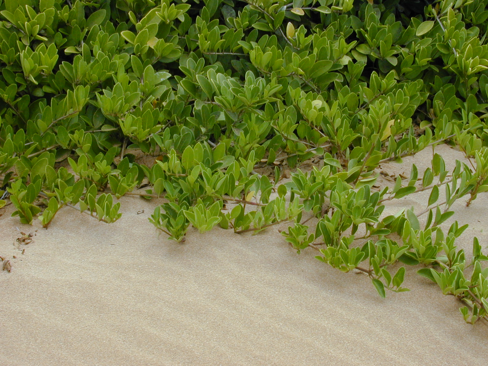 Clerodendron Inerme