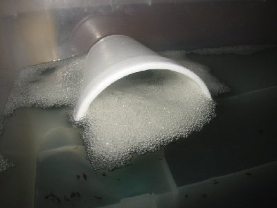 0000_styrofoam_nest_for_bettas.jpg