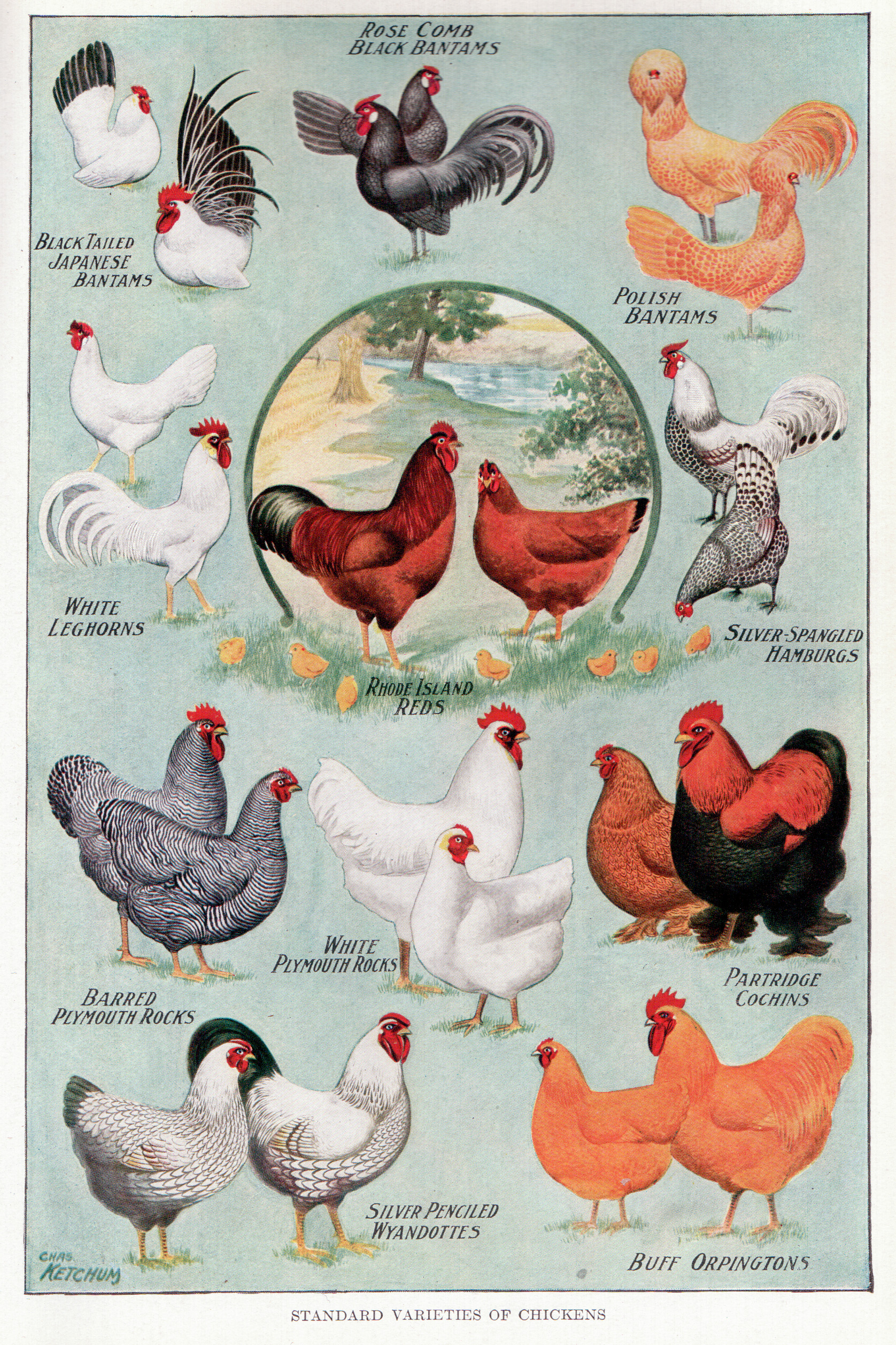 Different Breeds Of Chickens Chart