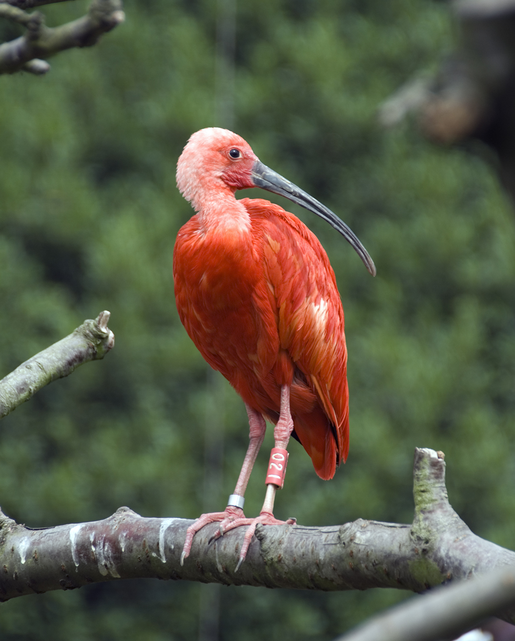 Eudocimus Ruber