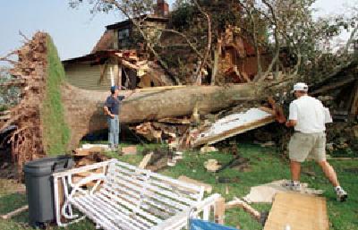 tree damage