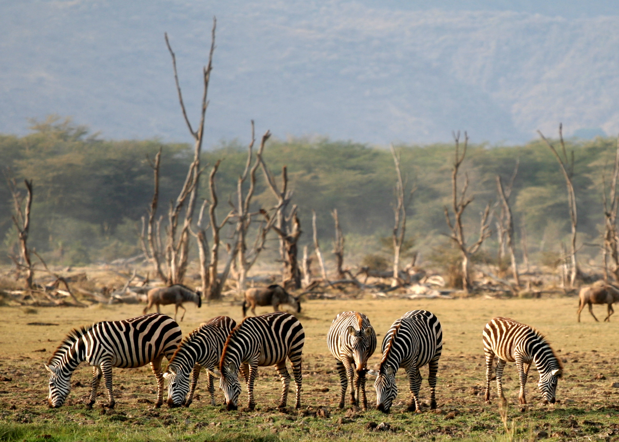 File:Lake Manyara Wildlife.jpg - Wikimedia Commons