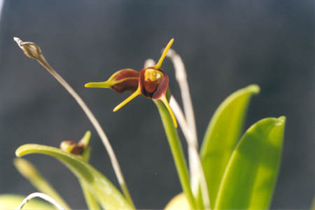 Masdevallia xanthura image