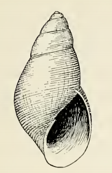 Odostomia exara