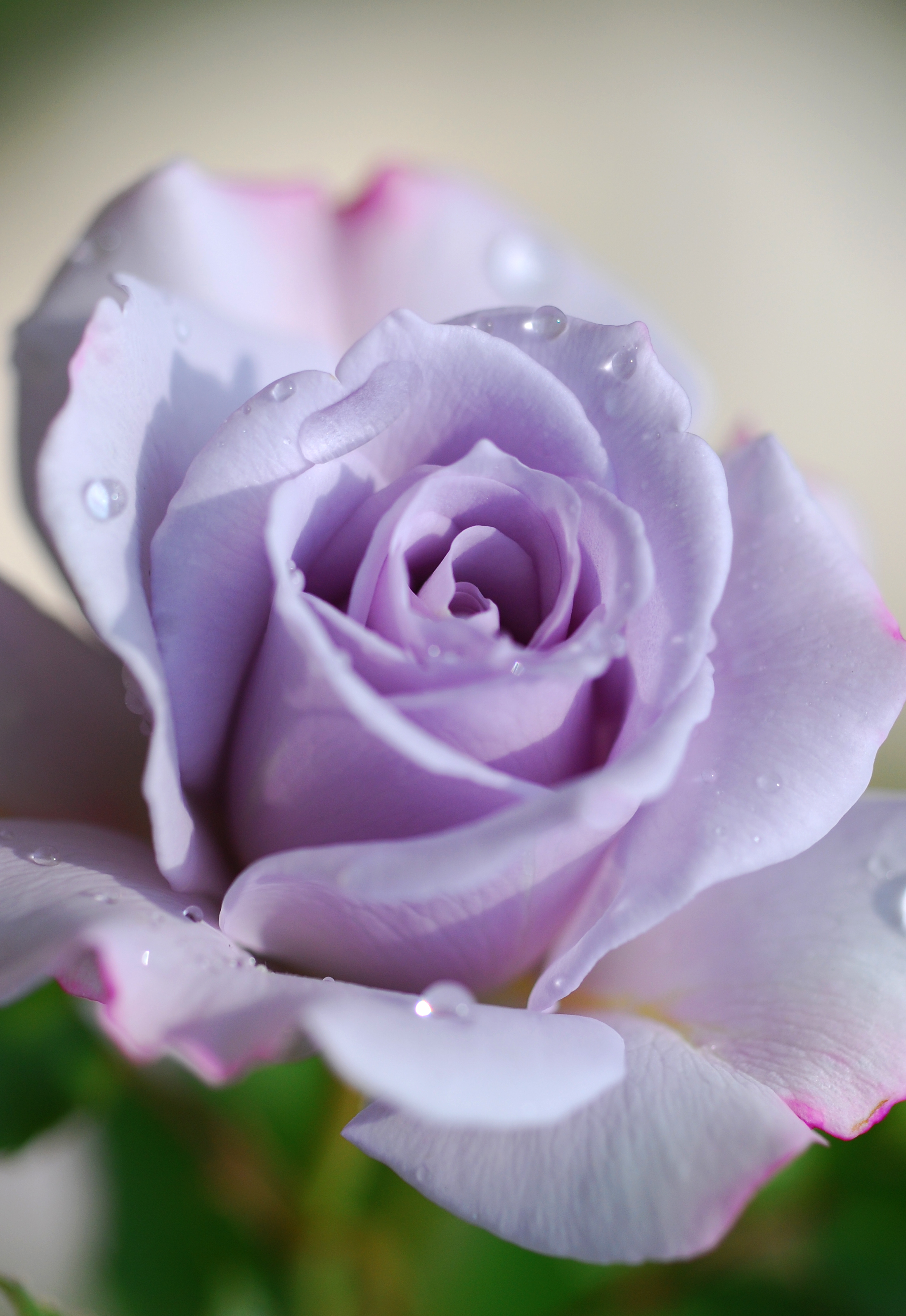 File:Rose in Violet.jpg