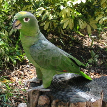 Ficheiro:Amazona farinosa at Jungle Island-4c.jpg