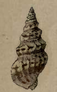 Clavus pulchella