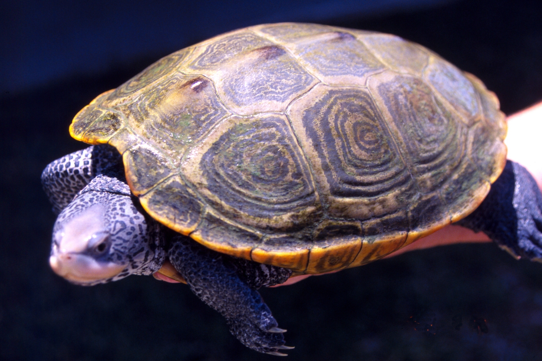 Diamondback terrapin - Wikipedia, the free encyclopedia