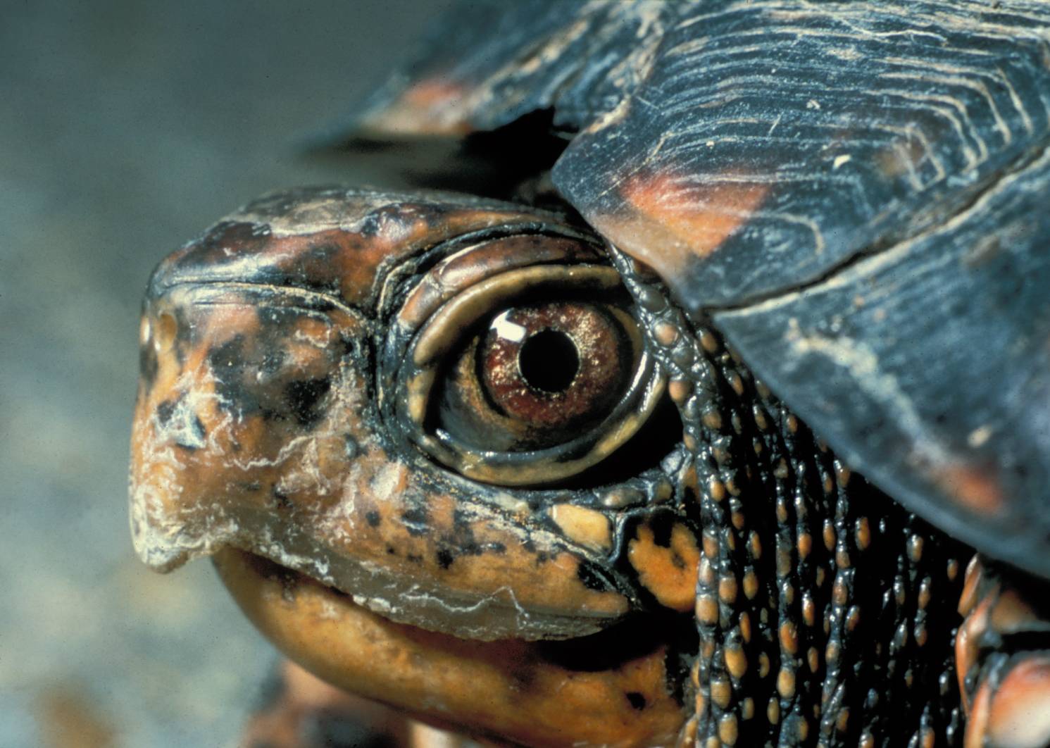 File:Eastern Box Turtle Head.jpg