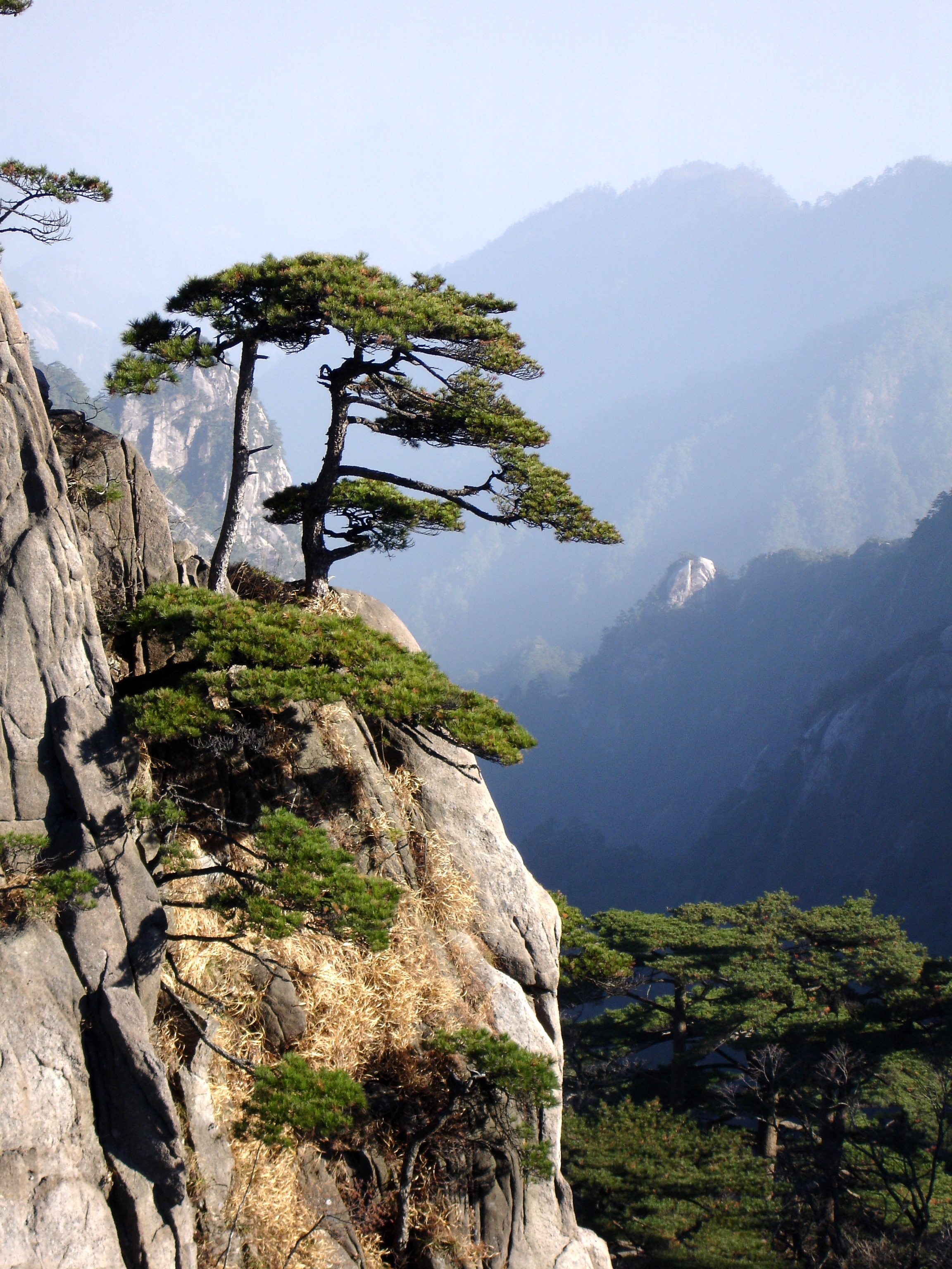 Huangshan Mountain Peak Pine Trees - Quelle: WikiCommons