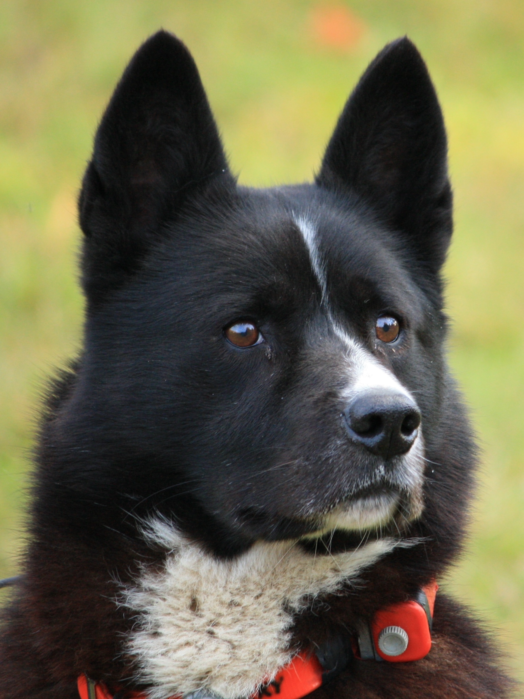 File:Karjalankarhukoira, Karelian Bear Dog, head with ...