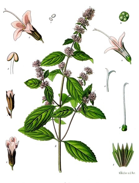 Mentha × piperita - Köhler–s Medizinal-Pflanzen-095
