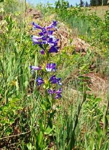 Penstemon pennellianus image