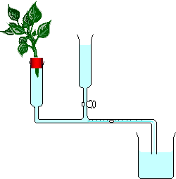 A device for measuring rate of transpiration