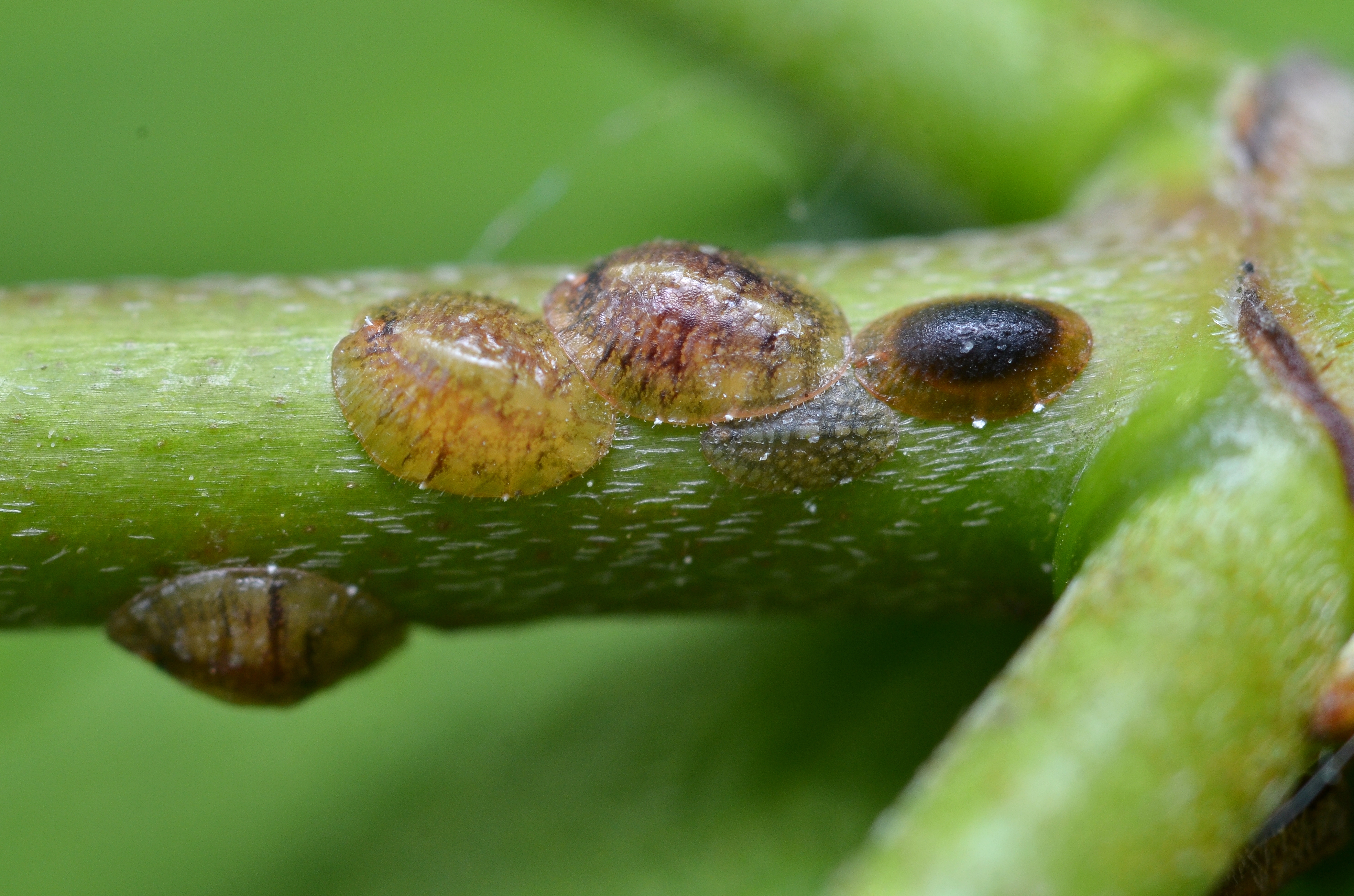 File:Scale insects (7244837120).jpg