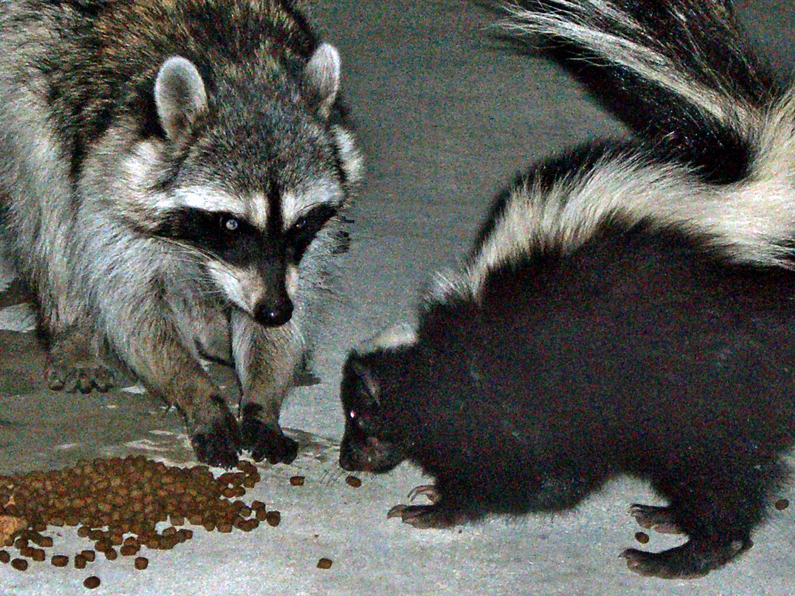 Urban_raccoon_and_skunk.JPG
