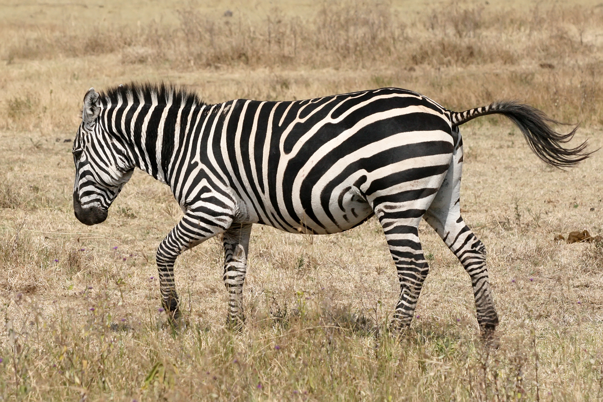 Why the Zebra Has Stripes – Dartmouth Undergraduate Journal of Science