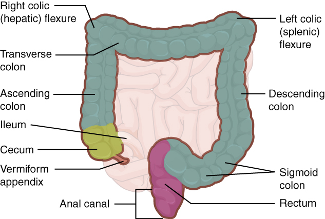 2420 Large Intestine