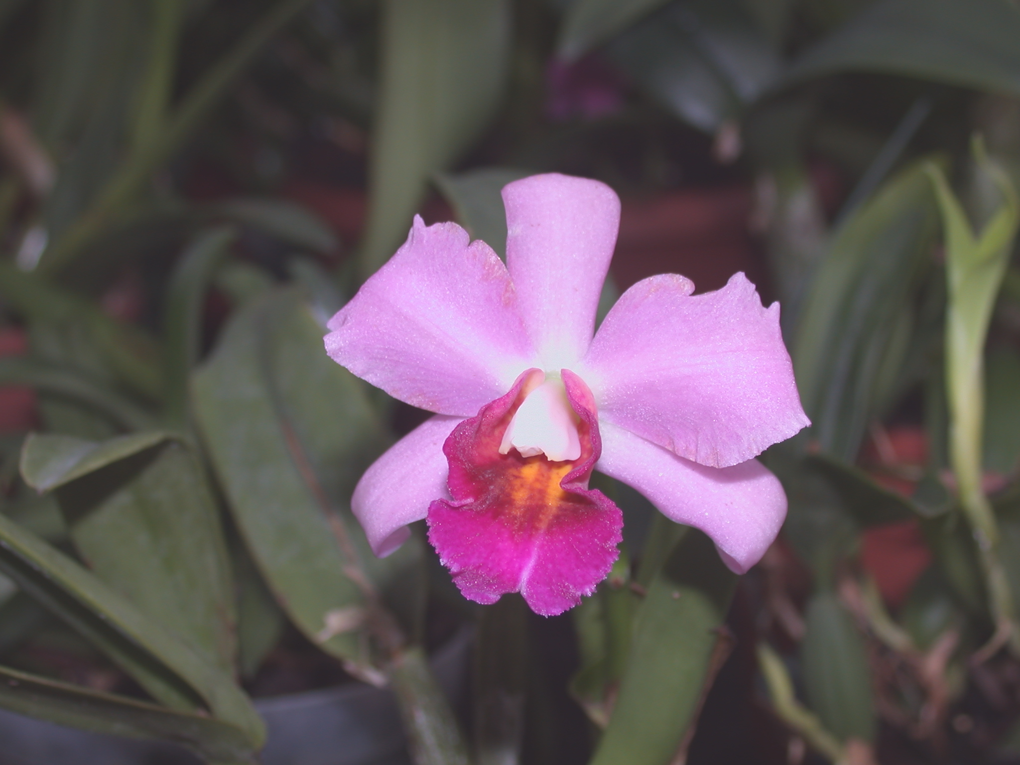 X Sophrolaeliocattleya