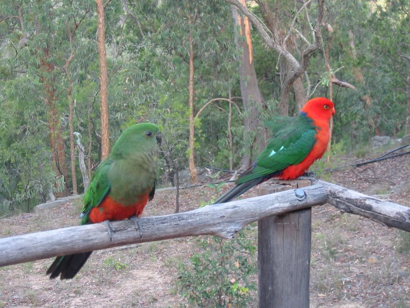 Alisterus_scapularis_-_Australian_King_Parrot_pair.jpg
