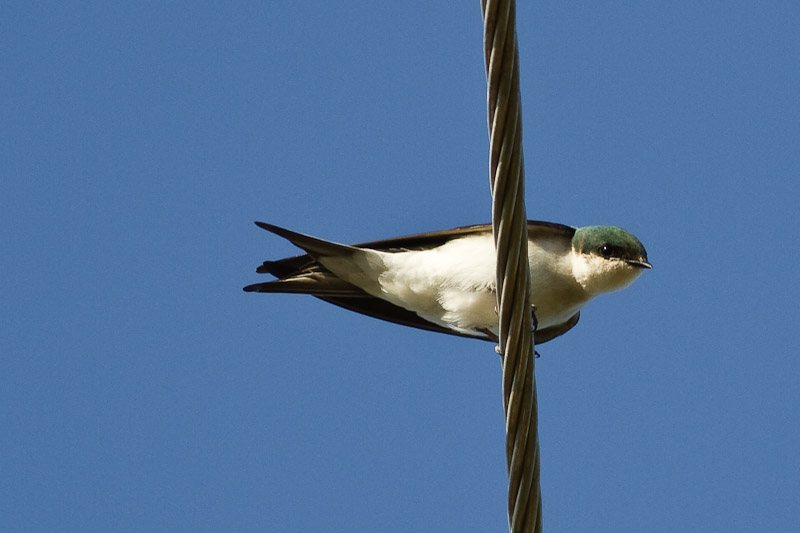 File:Bahama Swallow.jpg