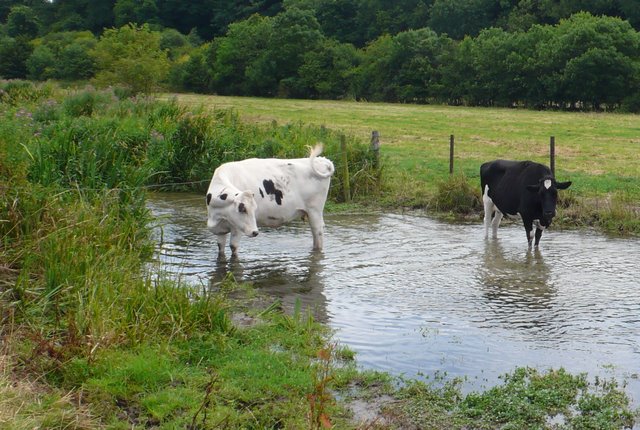 FileBovine Skinny Dipping in the Sydling Water geographorguk 