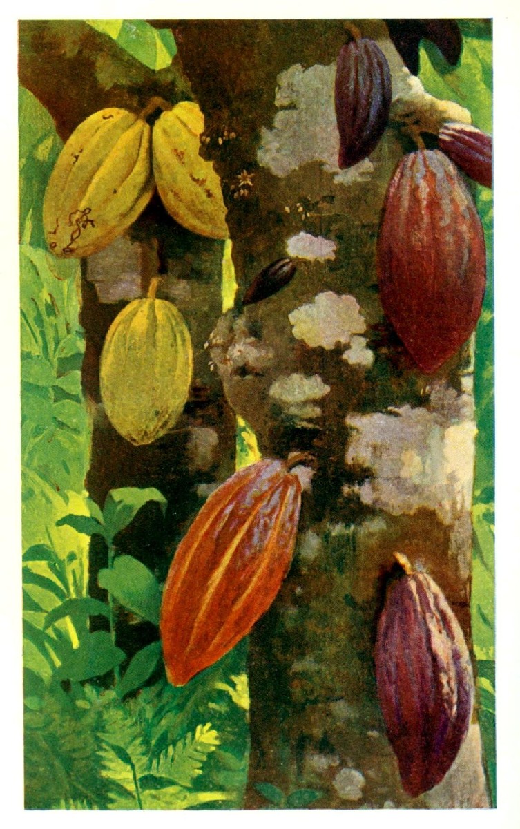 Images Of Cacao