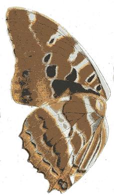 Charaxes eudoxus