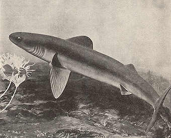 [Obrazek: Early_Shark.jpg]