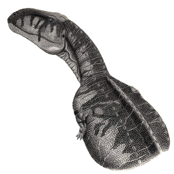 Abelisaurus_comahuensis_jmallon.jpg