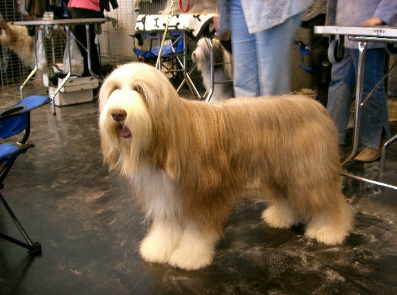 Beard Dog