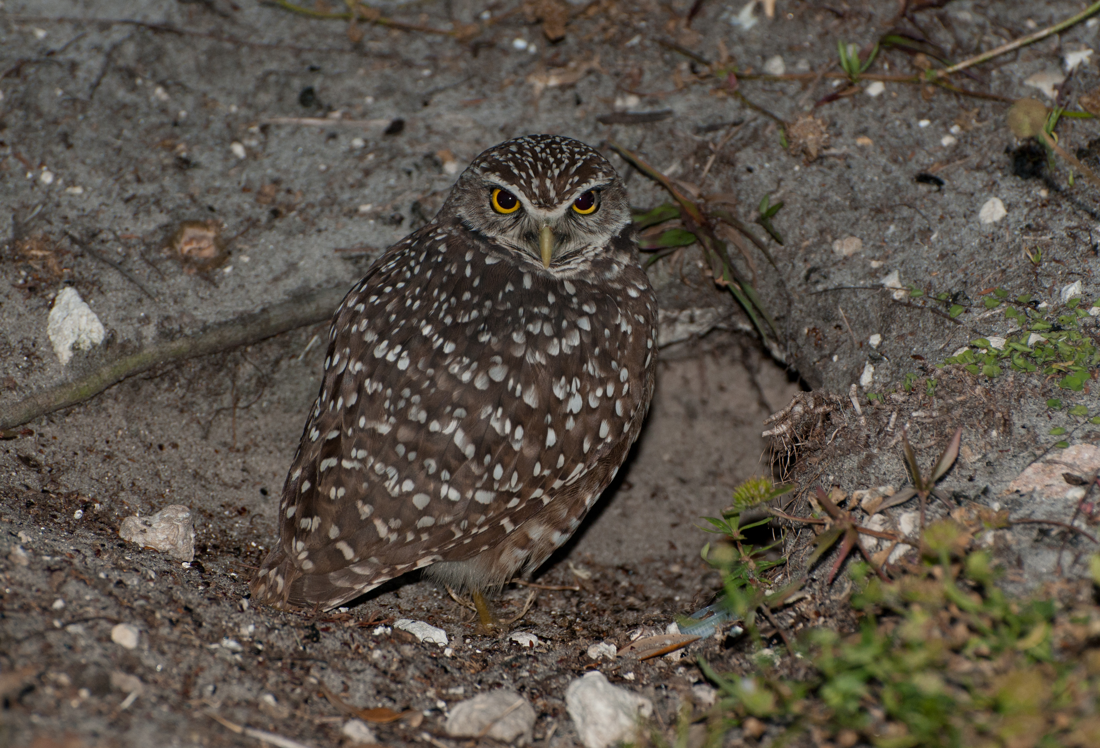 Florida Burrowing Owl