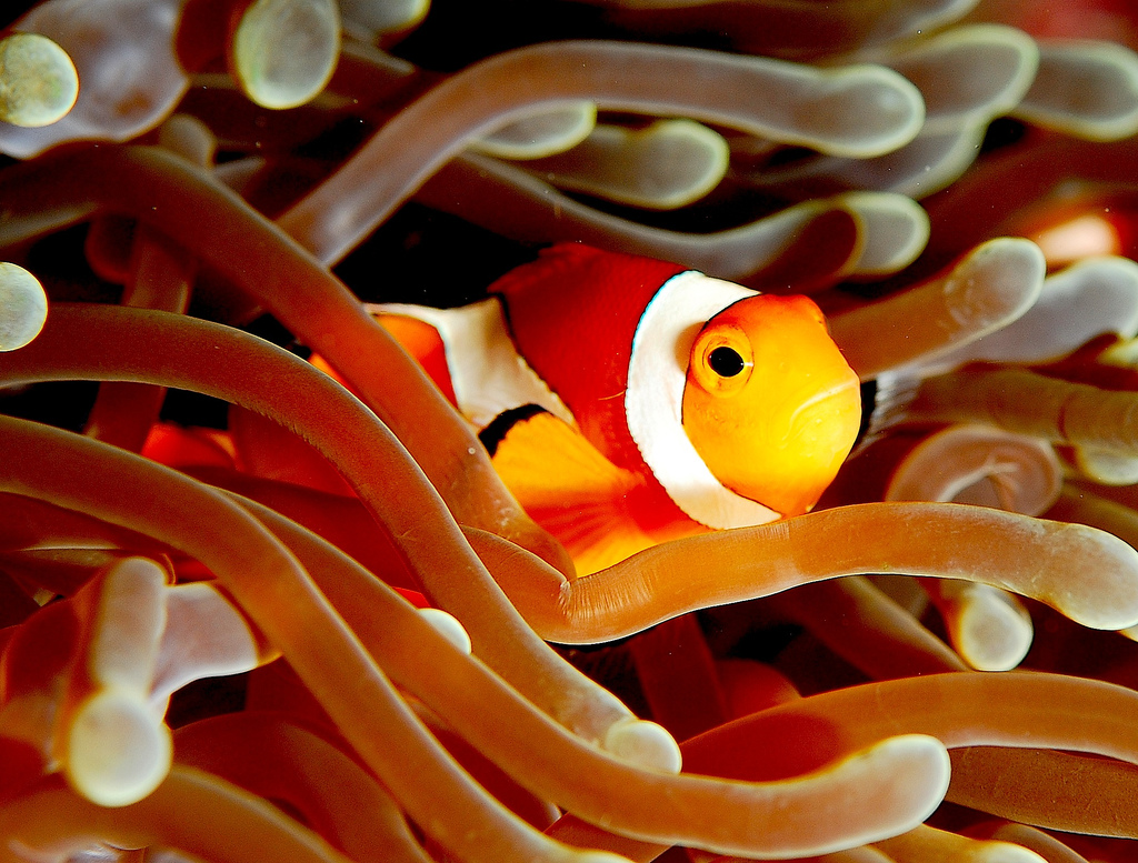 Clownfish (Amphiprion ocellaris).jpg