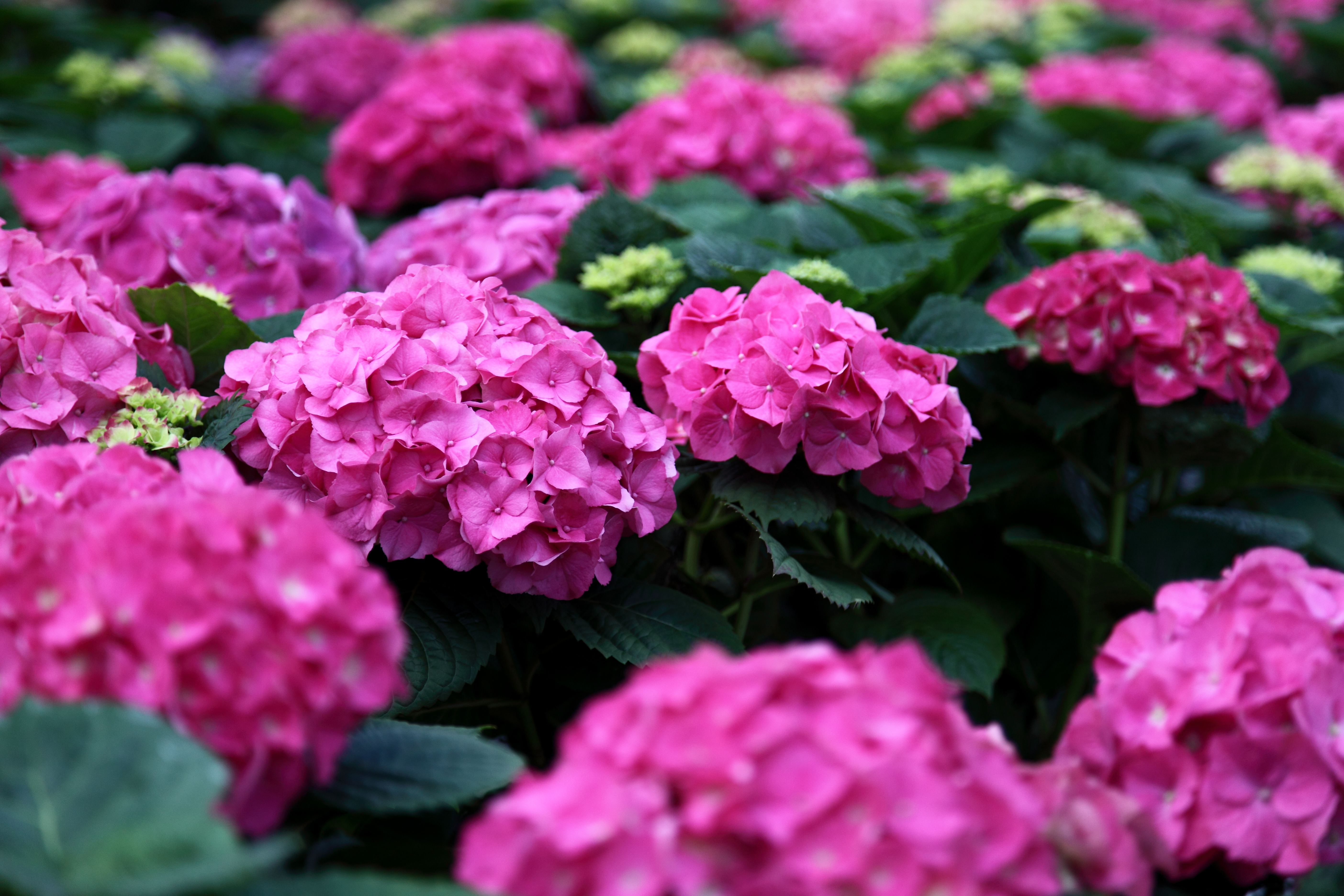 Description Springpinkhydrangea  West Virginia  ForestWander.jpg