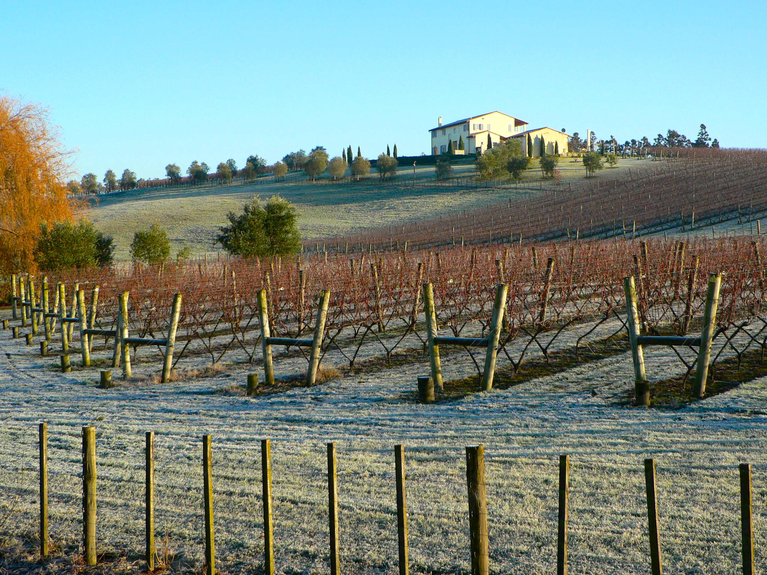 Grapevine Grape Trellis