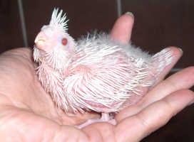  Whiteface-lutino Cockatiel Chick 