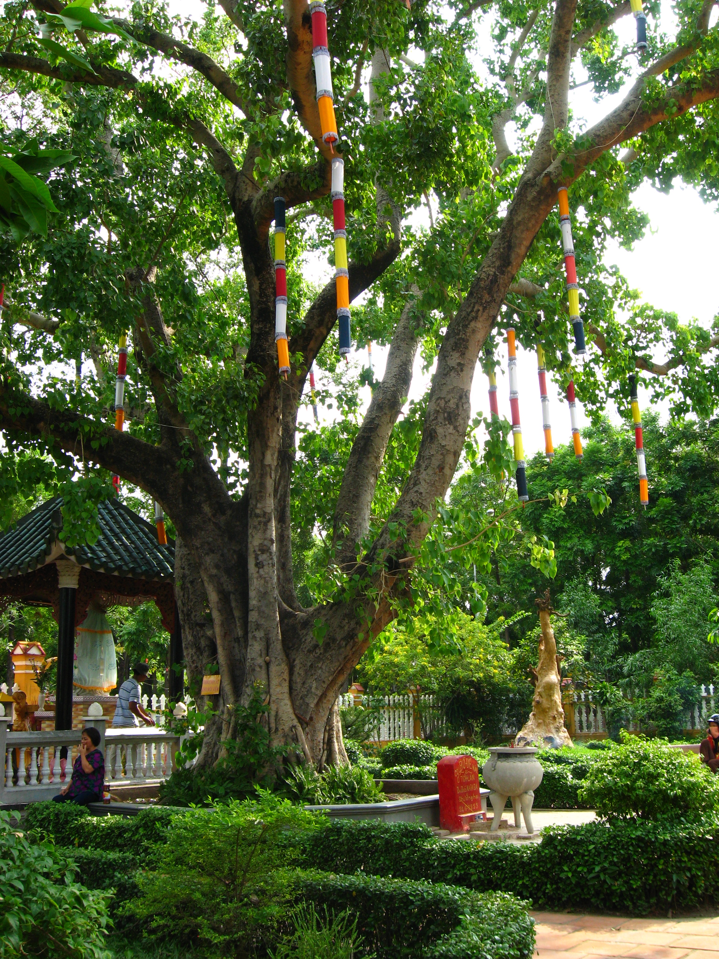 Bodhi Tree Images