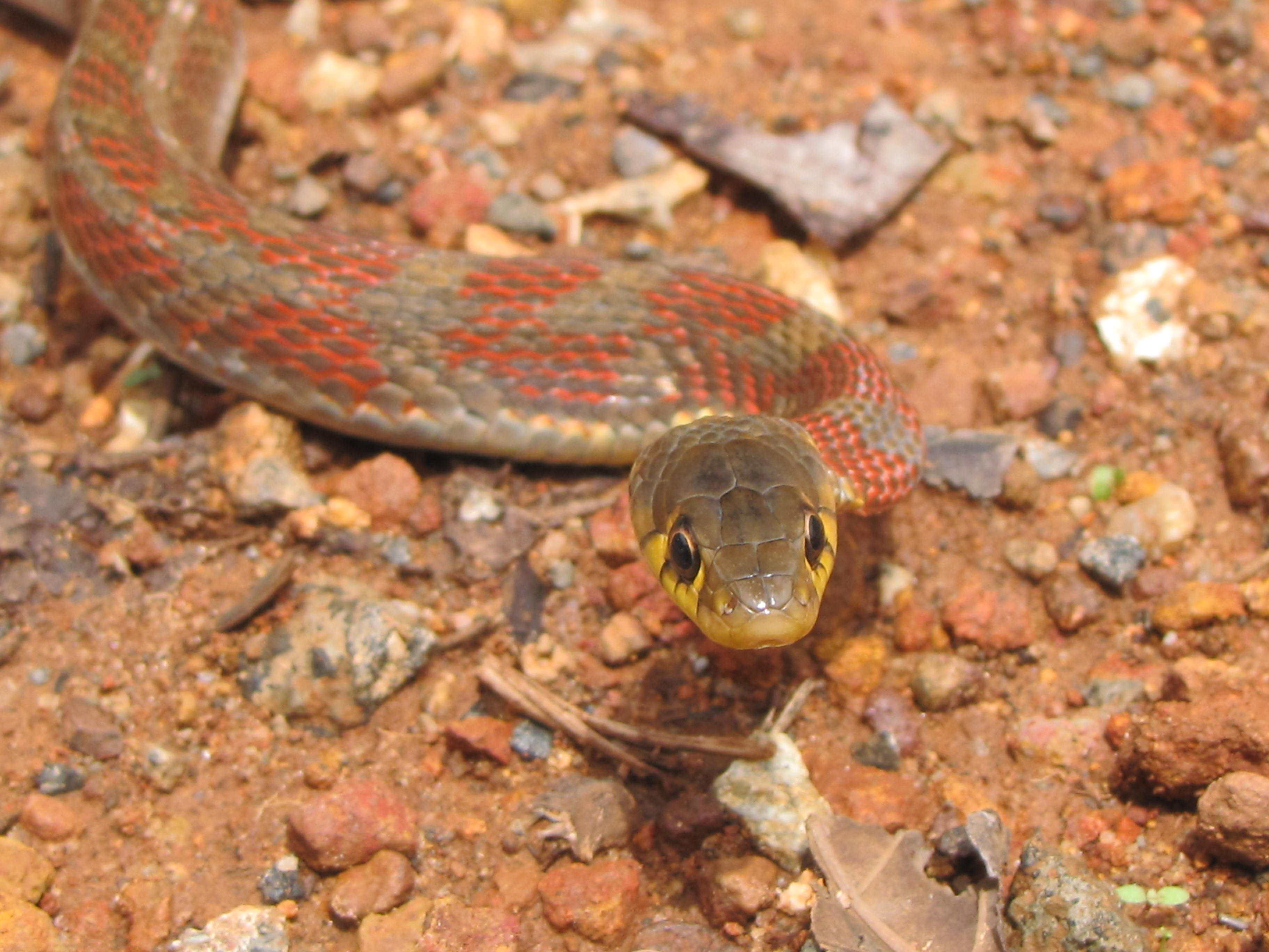 amphiesma stolata