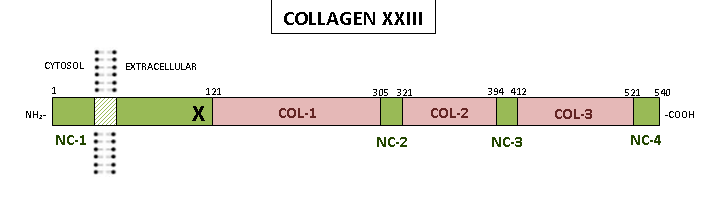 Collagen XXIII