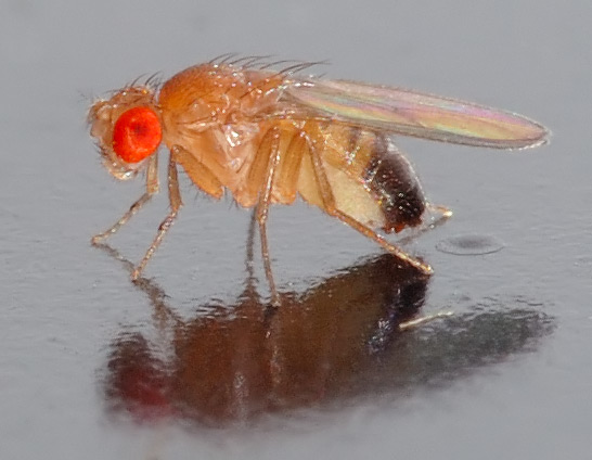 Archivo:Drosophila melanogaster - side (aka).jpg