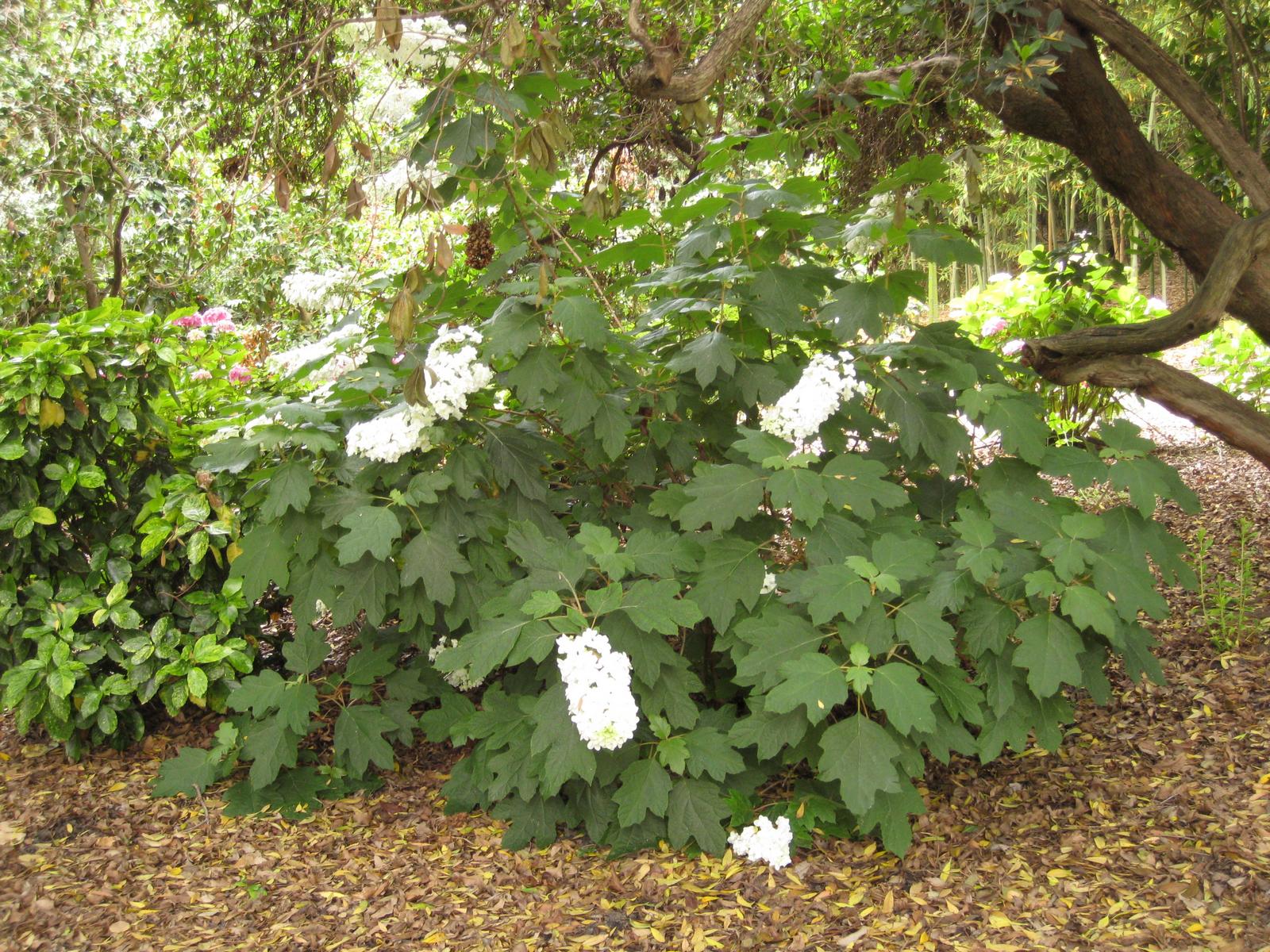 The hydrangea quercifolia, commonly known as oakleaf hydrangea 