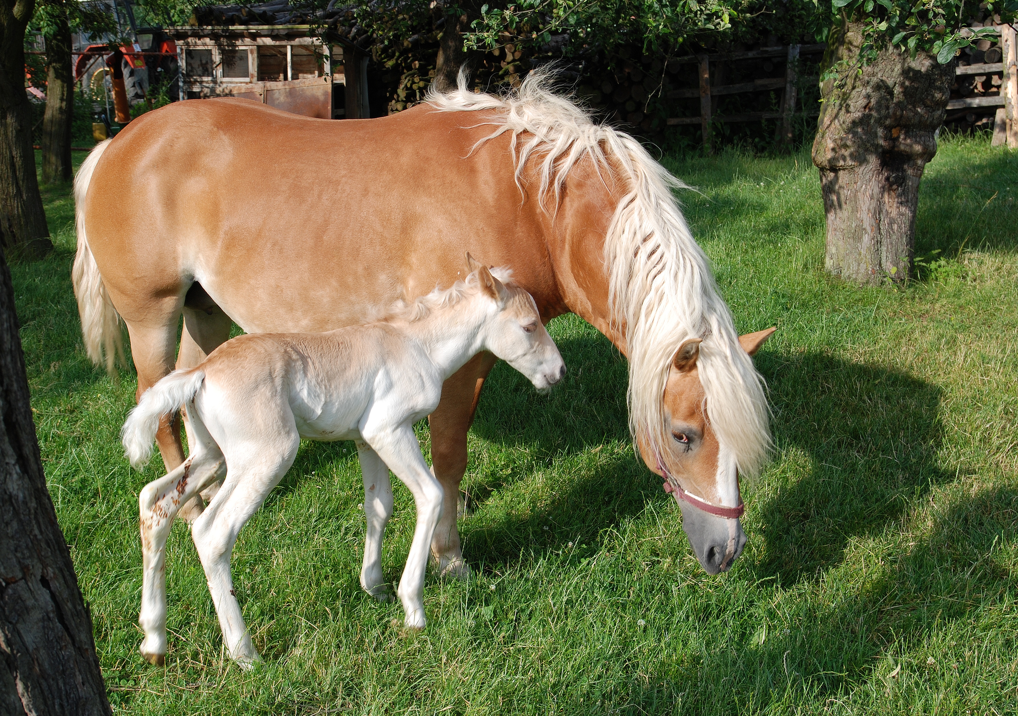 http://upload.wikimedia.org/wikipedia/commons/4/4c/Haflinger_mare_and_colt.jpg