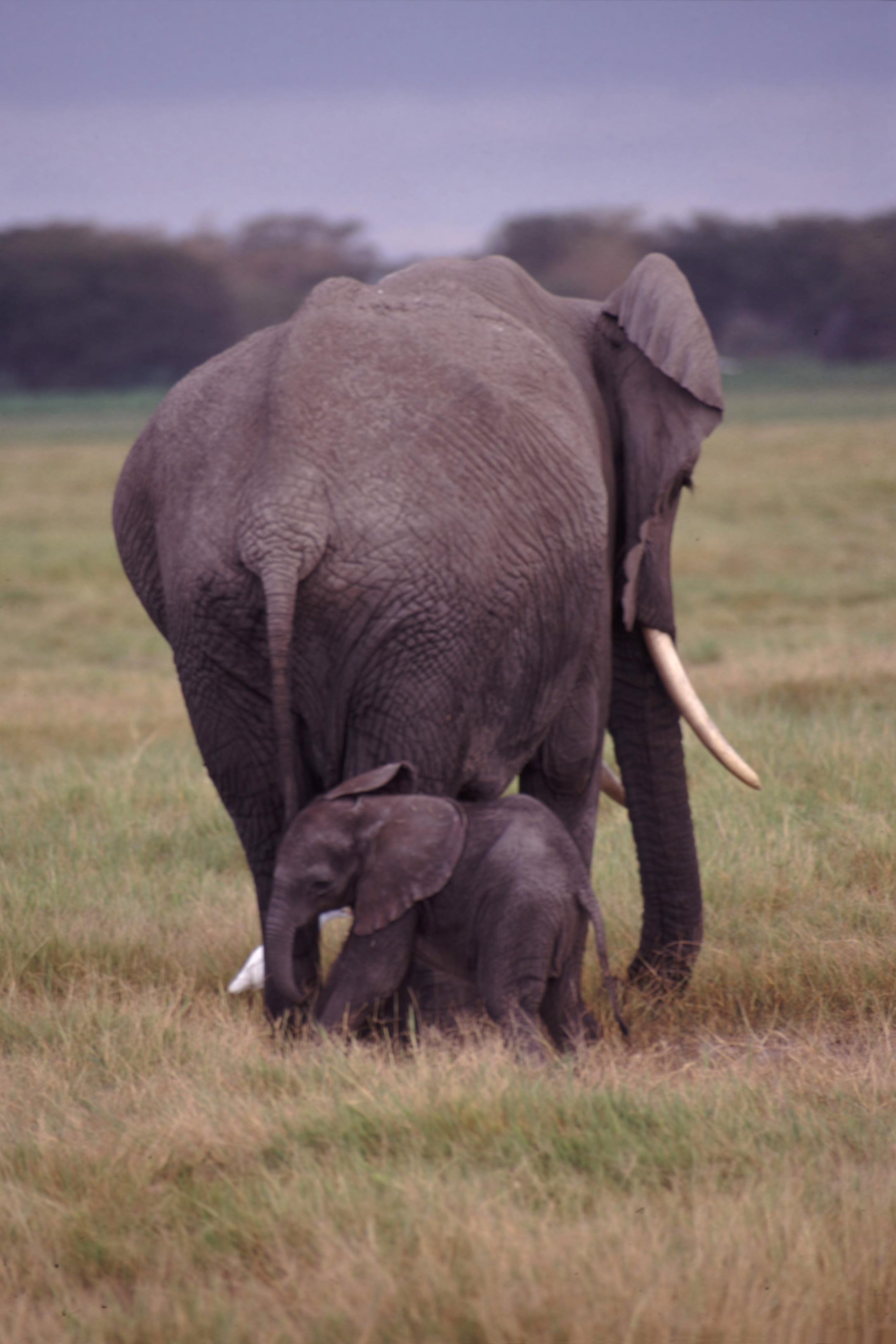 Baby Elephant Pictures