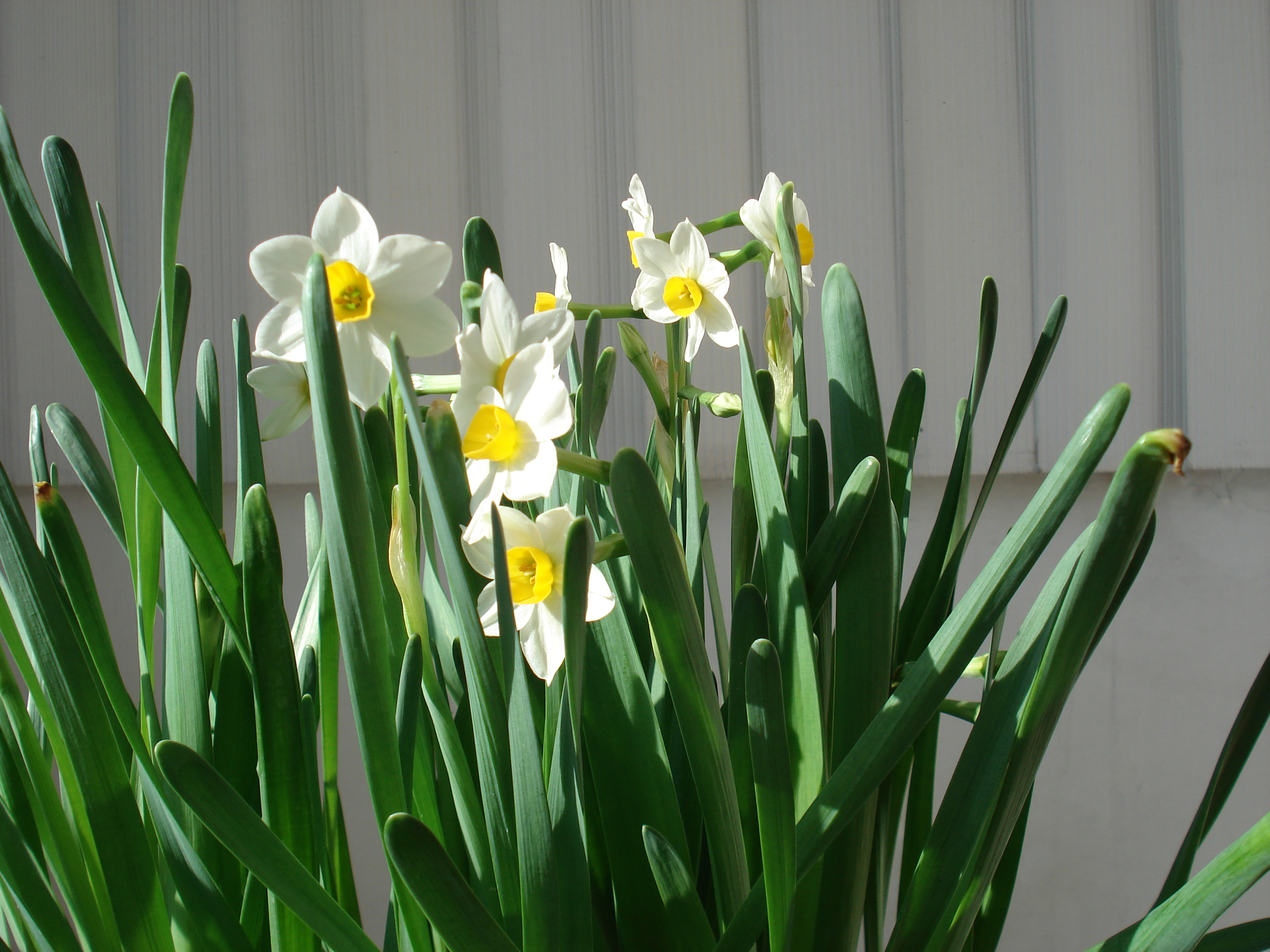 Description Narcissus tazetta var.chinensis Roem.JPG