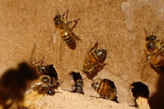 النحل الصحراوي من عين الصفراء الجزائر