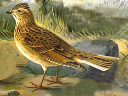 http://upload.wikimedia.org/wikipedia/commons/4/4d/Skylark59.jpg