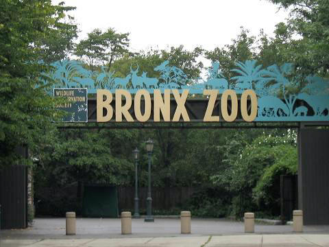 http://upload.wikimedia.org/wikipedia/commons/4/4d/Stavenn_Bronx_Zoo_00.jpg