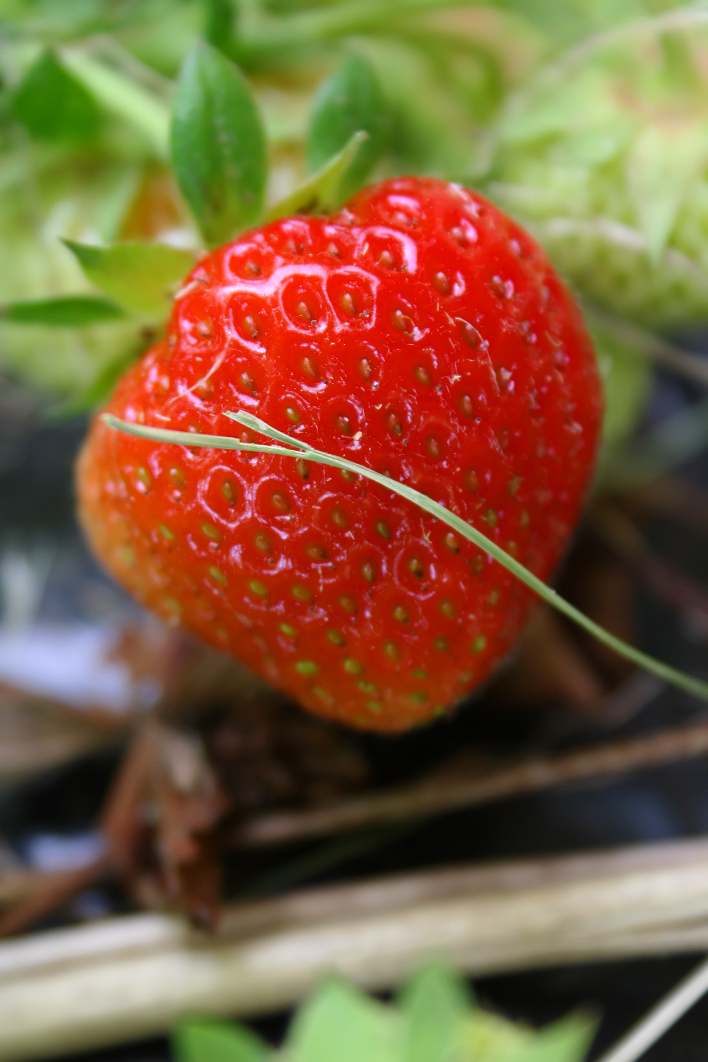 English: Strawberry